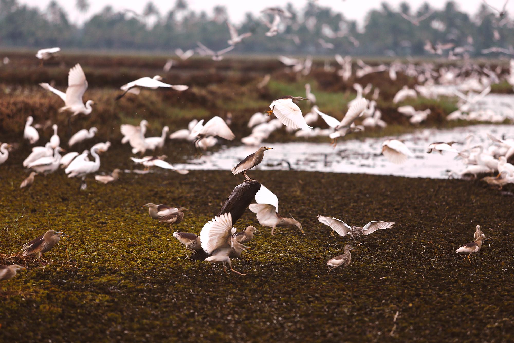 Coconut Lagoon Kumarakom- A Cgh Earth Experience Hotel Exterior photo